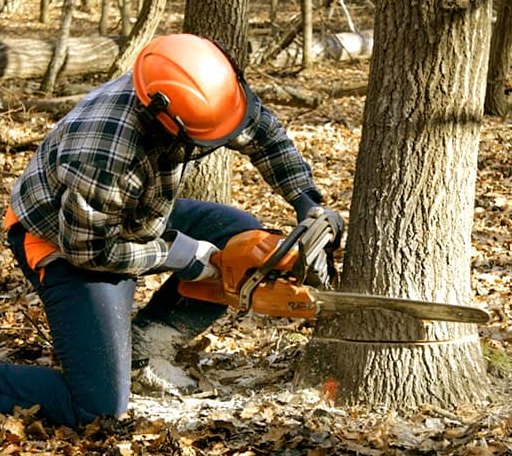 Tree Removal in Paupack, PA